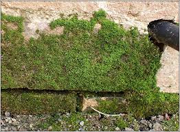 Attēlu rezultāti vaicājumam “Tortula muralis”