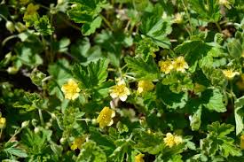 Attēlu rezultāti vaicājumam “Waldsteinia geoides flower”