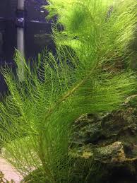 Attēlu rezultāti vaicājumam “Myriophyllum alterniflorum”