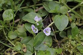 Attēlu rezultāti vaicājumam “Veronica serpyllifolia bud”