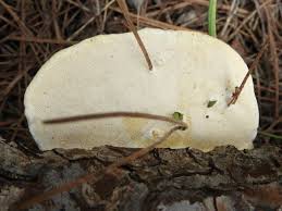 Attēlu rezultāti vaicājumam “Postia stiptica”