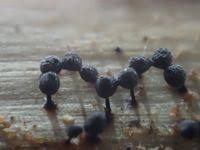 Attēlu rezultāti vaicājumam “Enerthenema papillatum”