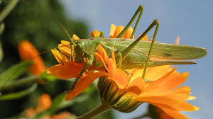 Attēlu rezultāti vaicājumam “Tettigoniodea”