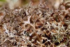 Attēlu rezultāti vaicājumam “Cetraria aculeata”