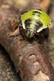 Attēlu rezultāti vaicājumam “Palomena prasina nymph”