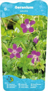 Attēlu rezultāti vaicājumam “Geranium palustre fruit”