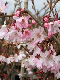 Attēlu rezultāti vaicājumam “Prunus padus var. roseiflora flower”