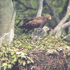 Attēlu rezultāti vaicājumam “Aquila pomarina adult”