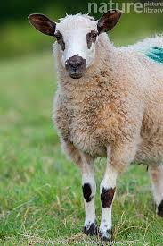 Attēlu rezultāti vaicājumam “Ovis aries juvenile”