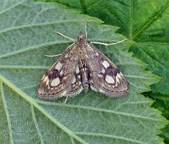 Attēlu rezultāti vaicājumam “Anania coronata”