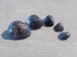 Attēlu rezultāti vaicājumam “Cribraria costata”