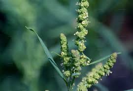 Attēlu rezultāti vaicājumam “Atriplex littoralis leaf”
