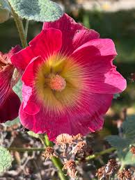Attēlu rezultāti vaicājumam “Alcea rosea bud”