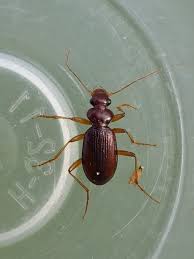 Attēlu rezultāti vaicājumam “Leistus ferrugineus”