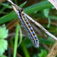 Attēlu rezultāti vaicājumam “Euthrix potatoria imago”