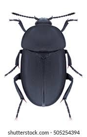 Attēlu rezultāti vaicājumam “Silpha obscura”