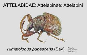 Attēlu rezultāti vaicājumam “Attelabidae”