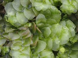 Attēlu rezultāti vaicājumam “Calypogeia neesiana”