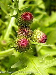 Attēlu rezultāti vaicājumam “Cirsium acaule flower”