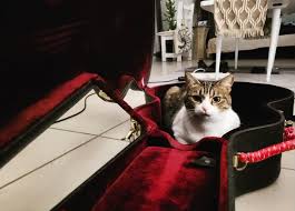 Image result for Cat sleeping in guitar