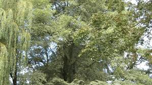 Attēlu rezultāti vaicājumam “Ulmus minor”