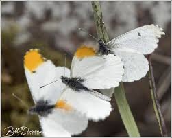 Attēlu rezultāti vaicājumam “Pieridae”