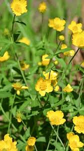 Attēlu rezultāti vaicājumam “Ranunculus auricomus flower”