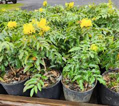 Attēlu rezultāti vaicājumam “Mahonia aquifolium”