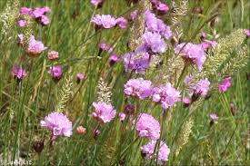 Attēlu rezultāti vaicājumam “Armeria vulgaris leaf”