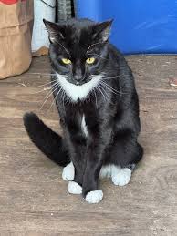 Image result for cat found