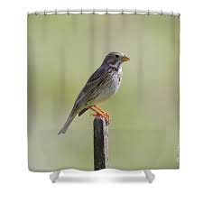 Image result for Emberiza calandra