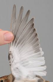 Attēlu rezultāti vaicājumam “Plectrophenax nivalis adult”