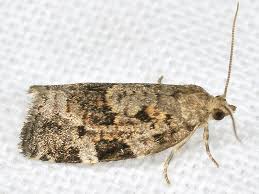 Attēlu rezultāti vaicājumam “Dichelia histrionana”