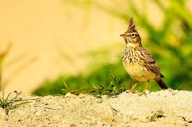 Attēlu rezultāti vaicājumam “Galerida cristata”