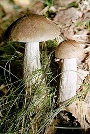 Attēlu rezultāti vaicājumam “Leccinum”