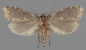 Attēlu rezultāti vaicājumam “Scardia boletella”