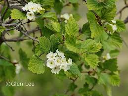 Attēlu rezultāti vaicājumam “Crataegus chrysocarpa”