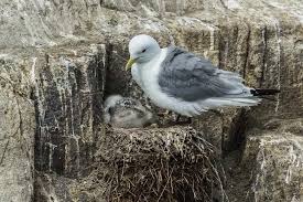 Attēlu rezultāti vaicājumam “Rissa tridactyla nest”