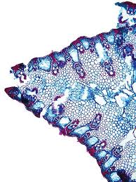 Attēlu rezultāti vaicājumam “Carex acuta leaf”