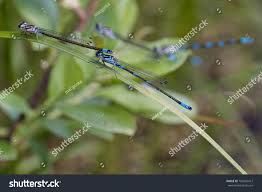 Attēlu rezultāti vaicājumam “Coenagrion pulchellum male”