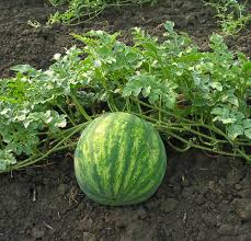 Attēlu rezultāti vaicājumam “Citrullus lanatus”