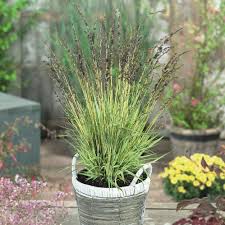Attēlu rezultāti vaicājumam “Molinia caerulea flower”