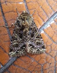 Attēlu rezultāti vaicājumam “Hadena rivularis”