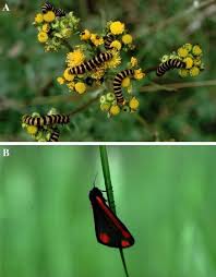 Attēlu rezultāti vaicājumam “Aphis jacobaeae”