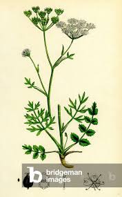 Attēlu rezultāti vaicājumam “Pimpinella saxifraga”