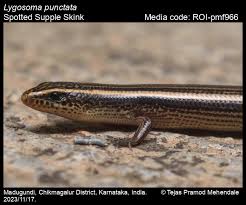 Attēlu rezultāti vaicājumam “Lycogala asperum”