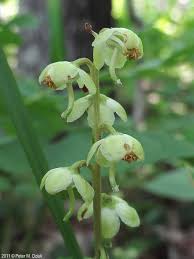 Attēlu rezultāti vaicājumam “Pyrola chlorantha leaf”