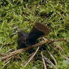 Attēlu rezultāti vaicājumam “Helvella atra”