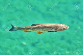 Image result for Squalius cephalus