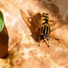 Attēlu rezultāti vaicājumam “Helophilus sp.”